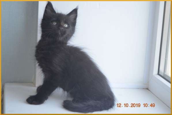 Великолепные котята мейн-кун из питомника в Волгограде фото 227