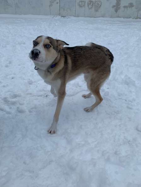 Собака в добрые руки щенок хаски в Москве фото 3