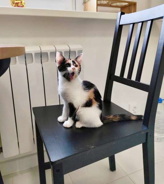 Трехцветная котёнок Соня в добрые руки в Москве фото 4