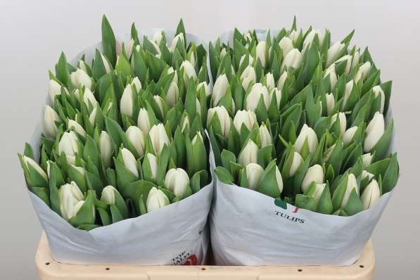 Тюльпаны оптом с доставкой от производителя из Голландии в Братске фото 3