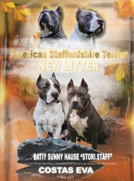 Шикарные щенки Ам-Стаффа в фото 10