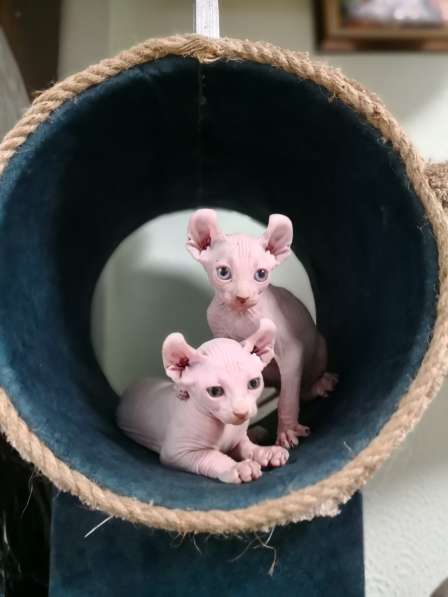 Kitten breed Elf в фото 3