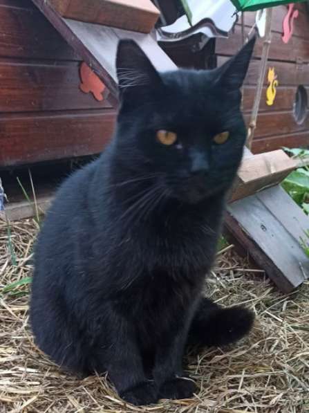 Воспитанный златоглазый котофей в Санкт-Петербурге фото 7