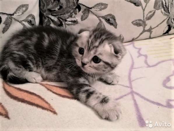 Котята -вислоухие и прямоухие в Костроме фото 9