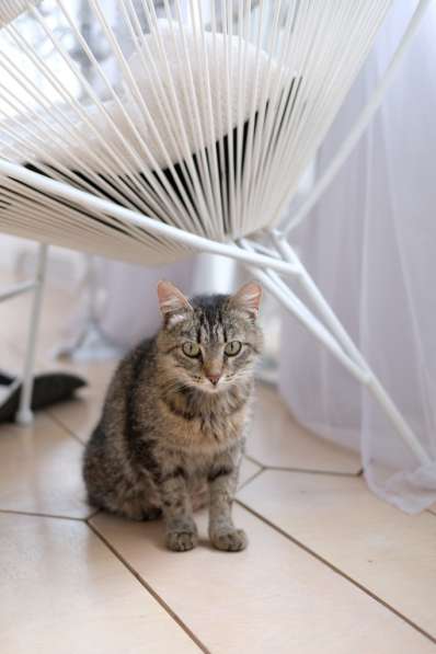 Кошка Фисташка ищет дом в Екатеринбурге фото 4