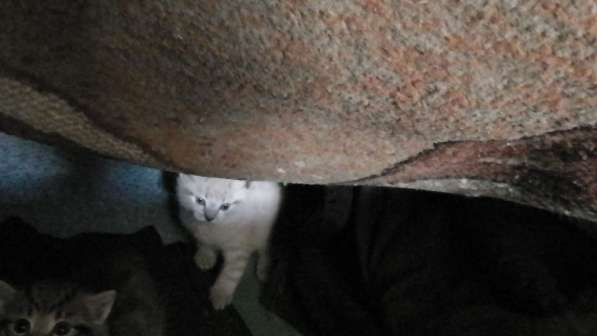 Котята в Омске фото 5