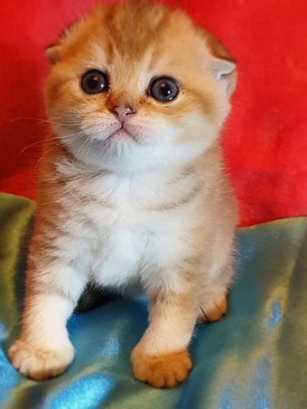 Котята шотландские золотые тикированные в Нижнем Новгороде фото 9