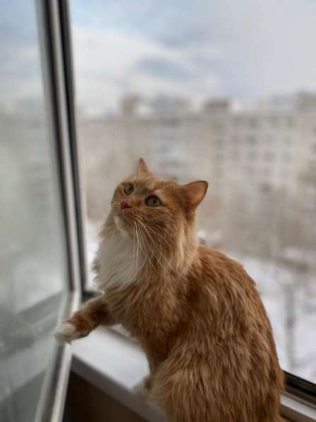 Рыжуля – кошка сложной судьбы. В поисках дома! в Москве фото 5