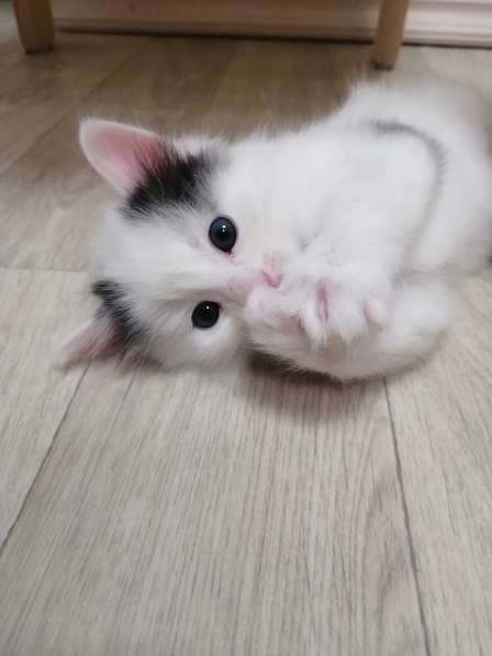 Котенок в Москве фото 4