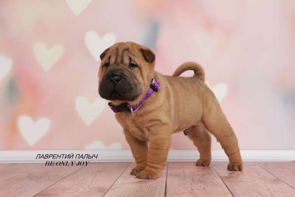 Щенки шар пея в Краснодаре фото 23