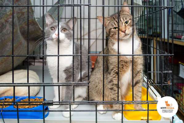 С печальным прошлым котик Чук в Москве фото 3