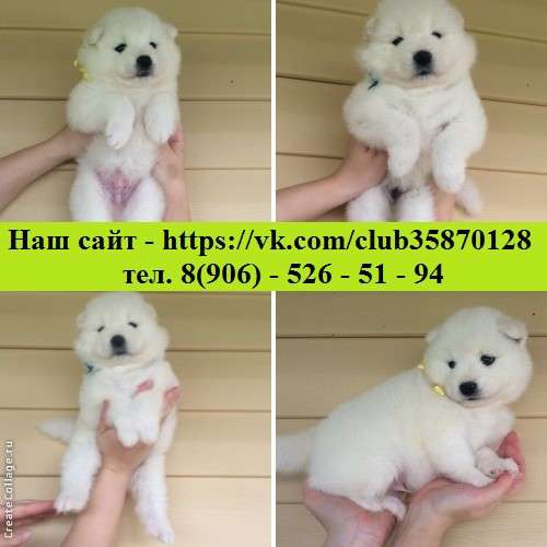 Самоедская лайка. потрясающие щеночки