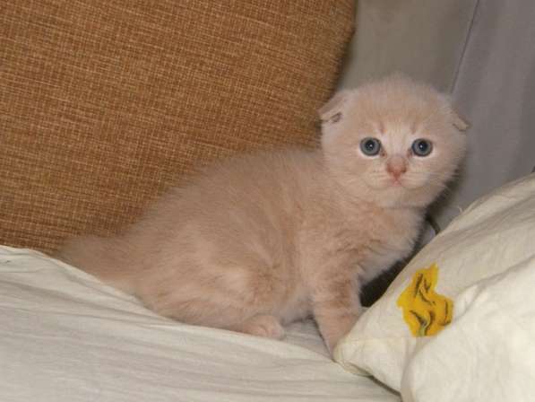 Кот на вязку-1500 котята от 2000 в Костроме фото 12