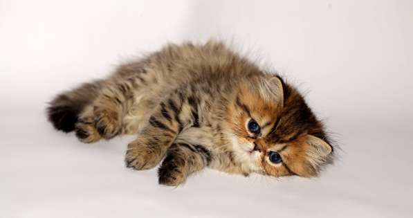 Персидский котенок девочка