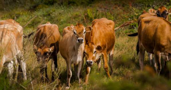 Коровы из России в Сибае фото 15