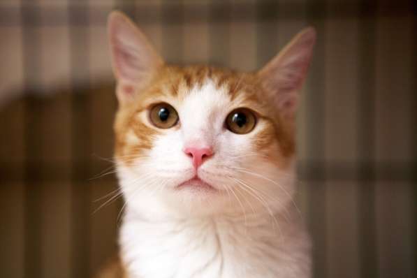 Маленький Тигр ищет любящих хозяев в Москве фото 7