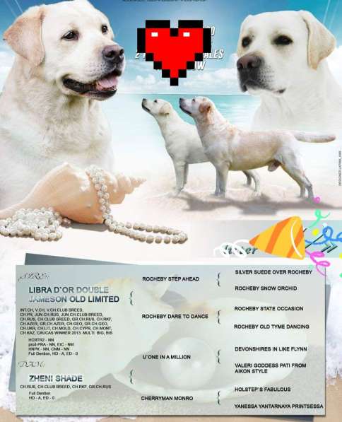 Щенки Лабрадор Ретривер в Саранске