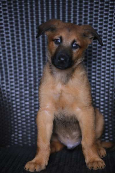 Щенки Малинуа в Москве фото 3