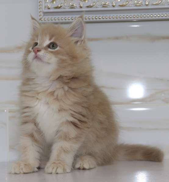 Рыжие Мейн куны в фото 23