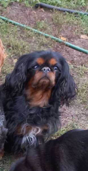 Кинг Чарльз Спаниель сука 4 года