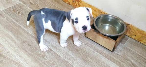 Шикарные щенки Амстаффа от Чемпиона в фото 11