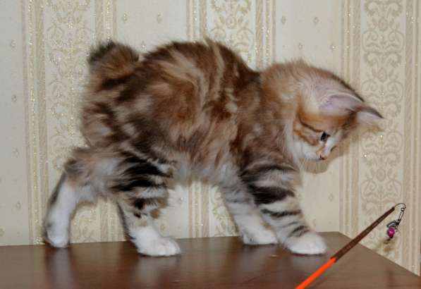 Kuril bobtail! Kitten -trotter в Севастополе фото 4