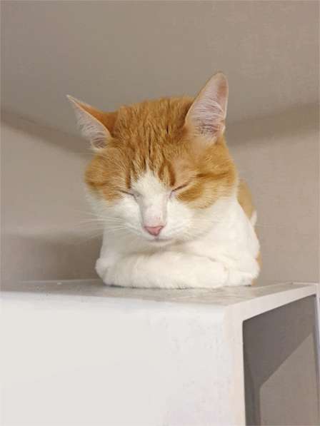 Ласковое солнышко Боня,домашний диванный котик в добрые руки в Москве фото 4
