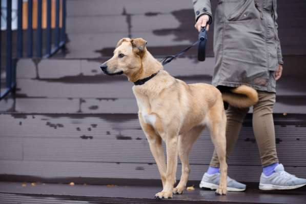 Послушная собака с высоким интеллектом ищет дом в Санкт-Петербурге