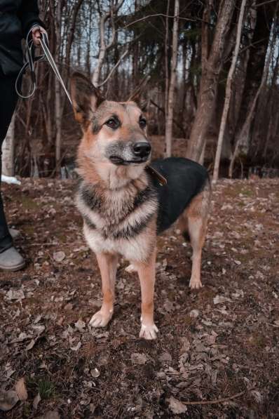 Мини-овчарка, разумная ласковая собака в Санкт-Петербурге фото 5