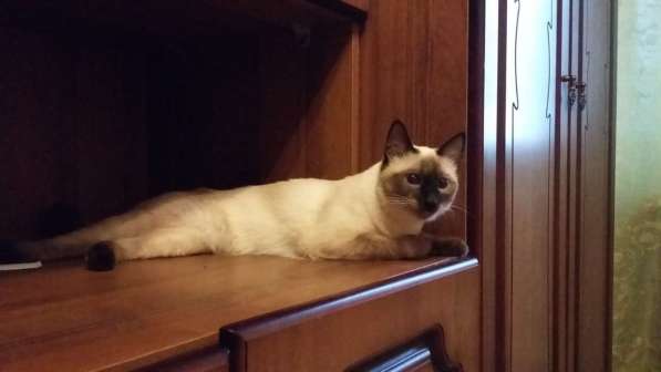 Сиамская кошка