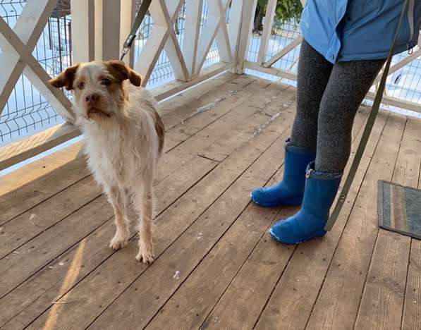 Интересная и милая собака, метис дратхаара в Санкт-Петербурге фото 17