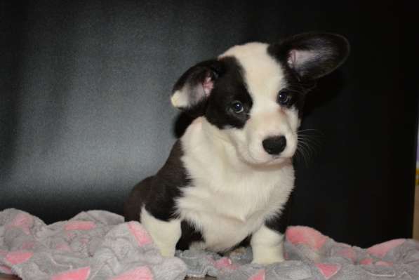 Щенок вельш корги кардигана мальчик в Москве фото 14