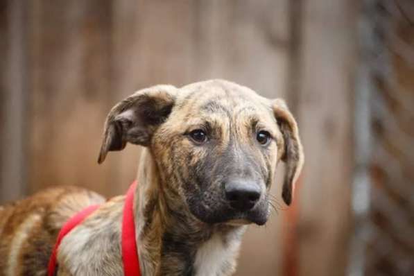 Симба в дар, необыкновенно красив в Москве фото 3