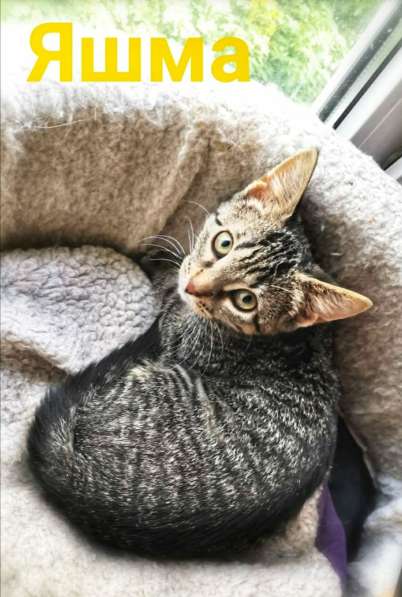 Котята ищут дом! в Санкт-Петербурге фото 9