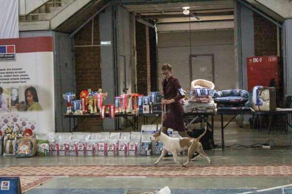 Подготовка собак к выставкам(хендлер) в Екатеринбурге фото 6
