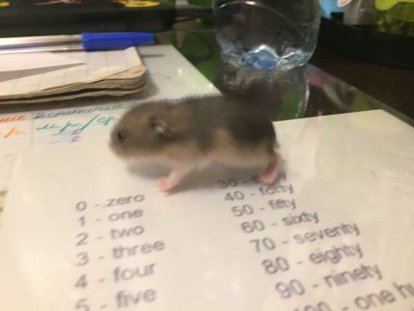 Джунгарские хомяки в Санкт-Петербурге