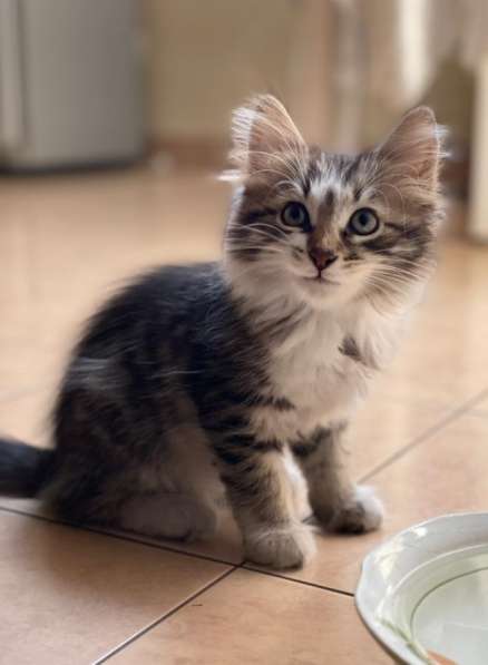 Котёнок девочка в Москве фото 11