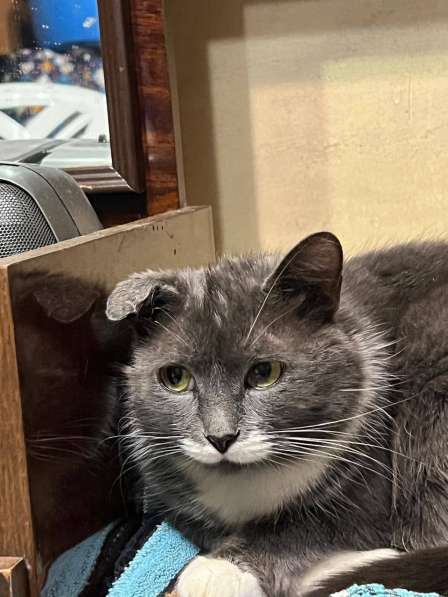 Очаровательная одноухая кошечка Муся в добрые руки в Москве