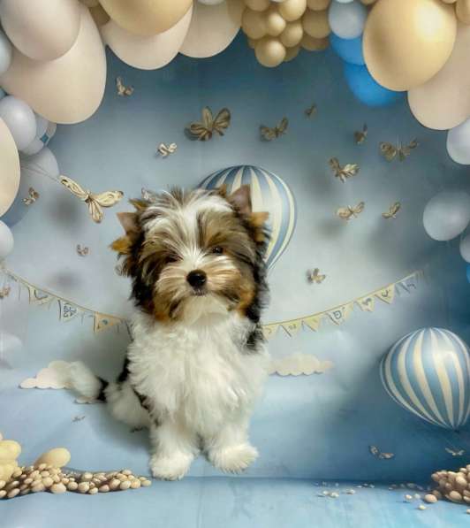 Бивер мальчик