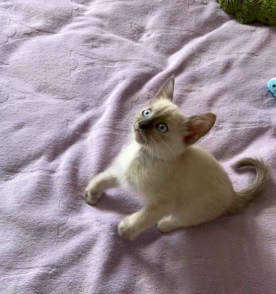 Тайский котёнок в Ростове-на-Дону фото 4