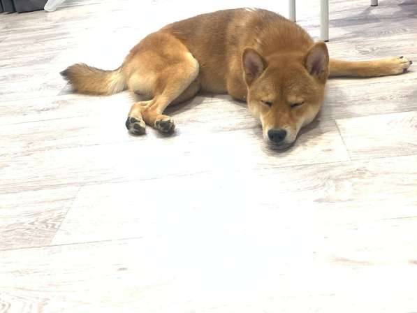 Вязка Сиба-Ину кобель