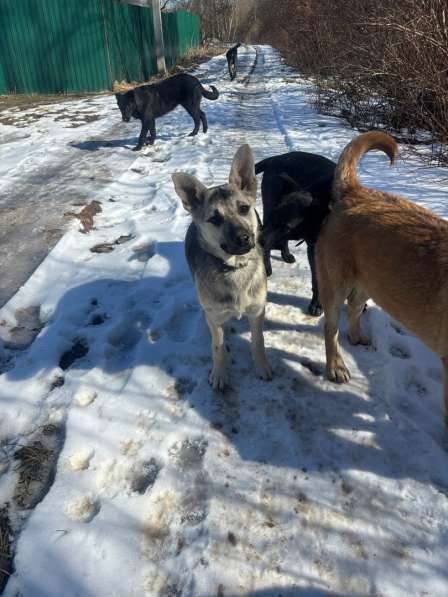 Щенки 6 месяцев помесь ВЕО в Калуге фото 3