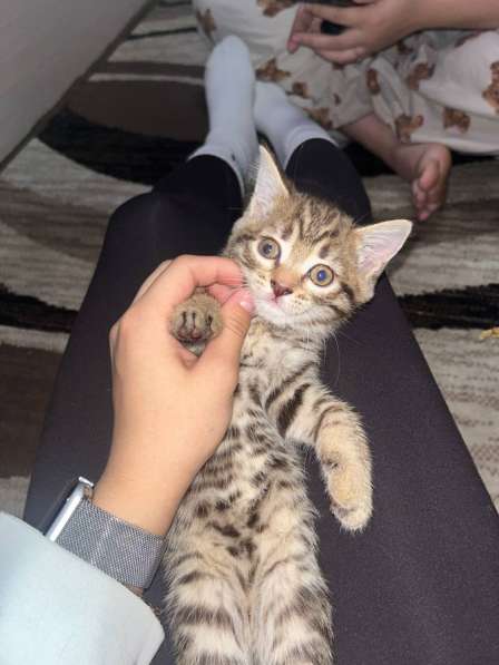 Котята в Кемерове