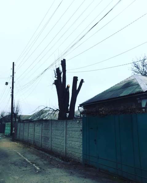 Профессиональное удаление и обрезка деревьев в ЛНР в фото 3