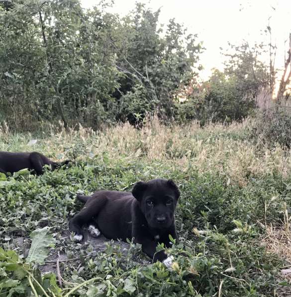 Щенки среднеазиатской овчарки(алабая) в Новороссийске фото 4