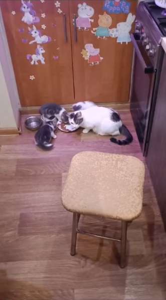 Котята в добрые руки бесплатно в Серпухове фото 3