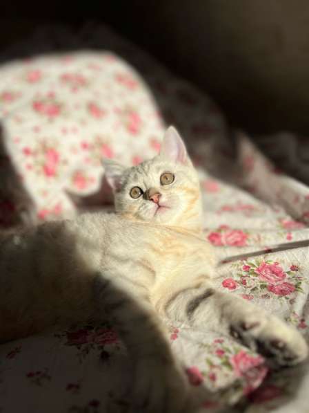 Британский котенок в Казани фото 3