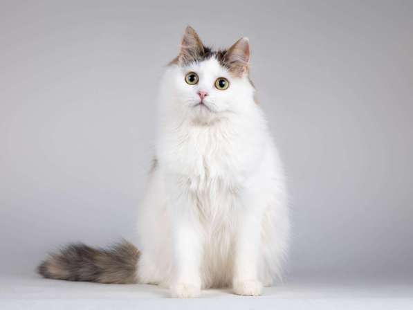 Молодая сибирская трехцветная кошечка Зая в дар в Москве фото 3