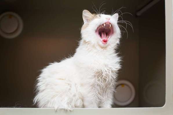 Ласковый красавчик Милош в самые добрые руки! в Москве фото 3