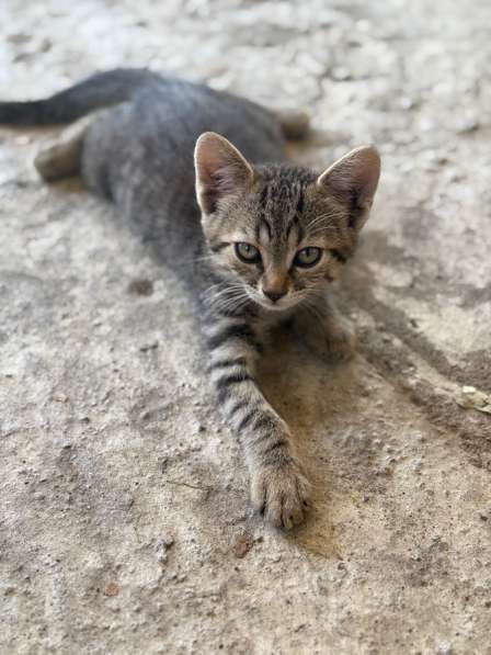 Котята в добрые руки в Краснодаре фото 4